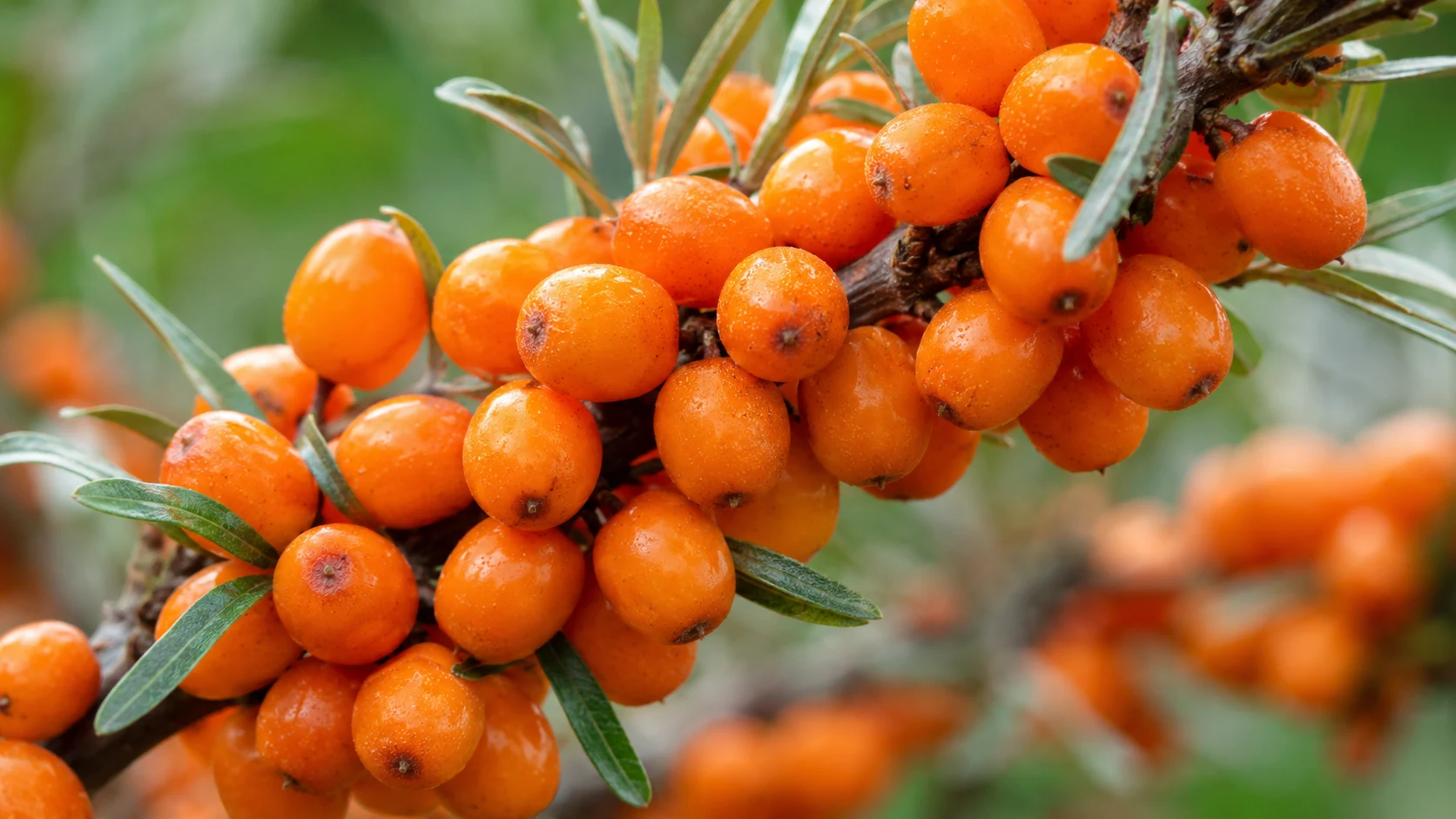Seabuckthorn berries on branch